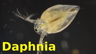 Daphnia [upl. by Yra]