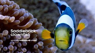 Fish Sounds Do fish talk to each other  BBC Earth Explore [upl. by Ateekram945]