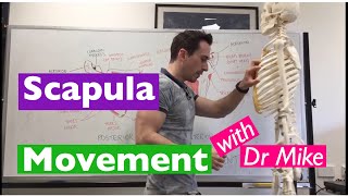 Scapula Movement  Functional Anatomy [upl. by Ynabla]