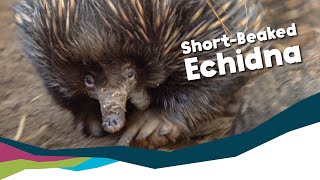 Keeper Talk  ShortBeaked Echidna [upl. by Bourke399]