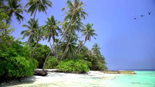 🌴 Tropical Island View with Beautiful White Sand Beach Relaxing Ocean Waves and Waving Palm Trees [upl. by Babby]