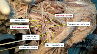 Posterior triangle of neck [upl. by Burty]