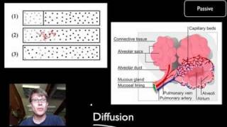 Transport Across Cell Membranes [upl. by Nnovahs]