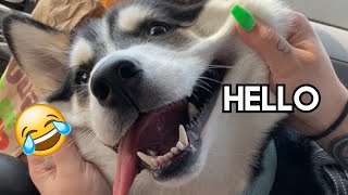 My Huskys Most Famous TikToks  Talking Husky Compilation [upl. by Osnola]