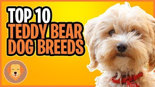 10 TEDDY BEAR DOG BREEDS  TOP [upl. by Casavant]