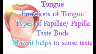 Tongue  Functions of tongue  Different types of papillae papilla  Taste buds [upl. by Lauraine28]