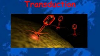 Transduction in Bacteria [upl. by Suollecram406]