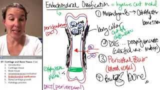 Bone  Cartilage 5 Endochondral Ossification [upl. by Ikkir]