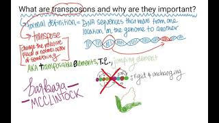 What are TransposonsTransposable Elements [upl. by Sumner]