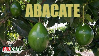 ABACATE  Cultivares Grupo Floral e Época de Maturação [upl. by Ymar]