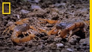 Cannibal Scorpions vs Shrew  National Geographic [upl. by Suryt]