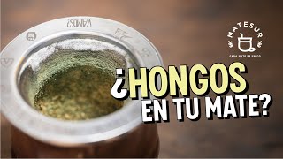 Cómo quitar HONGOS del mate de calabaza  Matesur [upl. by Rj]