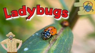 Amazing Ladybug Facts For Kids  Kids Nature Show [upl. by Gibbon]