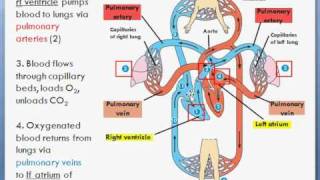 Basic Heart Circulation Pulmonary amp Sytemic circuits [upl. by Dogs623]