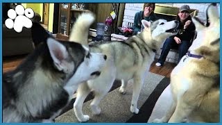 4 HUSKIES HOWLING TOGETHER [upl. by Nowad]