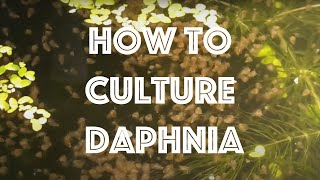 How To Culture Daphnia Magna [upl. by Enirol]