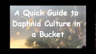 How to culture daphnia outside [upl. by Yager]