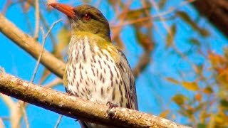 Olivebacked Oriole calling [upl. by June]