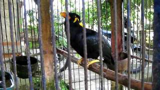 Amazing Talking Myna Bird [upl. by Parrott]