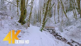 4K Virtual Winter Walk  Walking in a Snow Forest  35 HRS of Crunching Snow Sound [upl. by Eltsirhc]