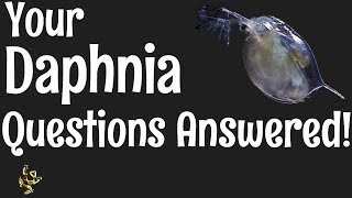 Daphnia Questions Answered [upl. by Enerol]