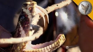 Insane Fangs of the Eastern Diamondback Rattlesnake [upl. by Aicertal]