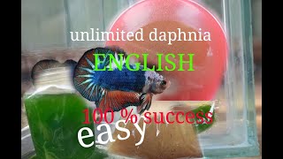 daphnia moina culture Easy way Unlimited production English  with sub Green water Chlorella [upl. by Jemimah]