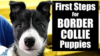 Border Collie Puppy Training  10 Skills To TEACH FIRST [upl. by Aynahs]