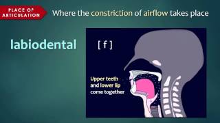 Introduction to Articulatory Phonetics Consonants [upl. by Zephan]