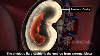 HCL Learning  Embryonic Development in Humans [upl. by Schlenger]