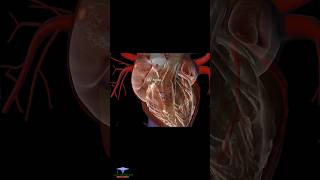 Heart Conduction System and Arrhythmia [upl. by Ahsiliw]