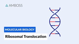 Ribosomal Translocation To the Endoplasmic Reticulum [upl. by Imis]