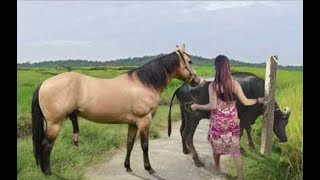 My sister training care her lovely horse in beginner 2021 [upl. by Asiaj100]