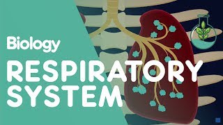 Respiratory System  Introduction  Physiology  Biology  FuseSchool [upl. by Ahsikahs]