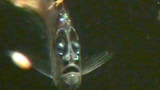 Surprised looking deep sea fish with strange light organs  rare video [upl. by Wanyen]