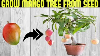 How To Grow a Mango Tree From Seed  SEED TO HARVEST [upl. by Akahs]