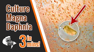 How to culture DAPHNIA MAGNA  The easy way [upl. by Humph400]