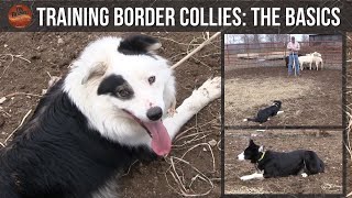 Training Border Collies The Basics [upl. by Sid]