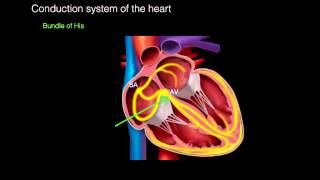 Conduction system of the heart [upl. by Nike]