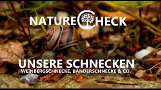 Deutschlands Schnecken  Weinbergschnecke Bänderschnecke und Co [upl. by Nosnej]