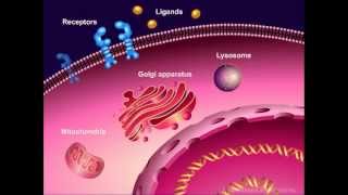 Introduction to Cancer Biology Part 1 Abnormal Signal Transduction [upl. by Gustave]