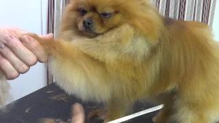 Pet Grooming for a Pomeranian starring Baa Baa [upl. by Reyam]