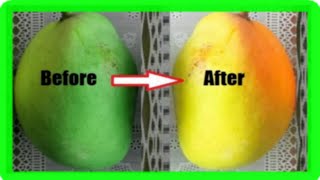 How To Ripen Mangoes Faster At Home 5 Simple Methods [upl. by Cohberg157]