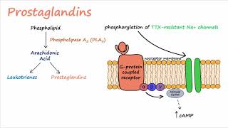 Pain Transduction Described Concisely [upl. by Rheims]