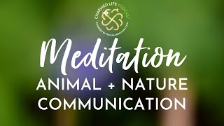 Meditation Animal  Nature Communication [upl. by Tory948]