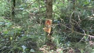 Weasel Trapping Tutorial How to trap Weasels [upl. by Seligmann]