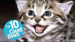 Top 10 Domesticated Cat Breeds [upl. by Kipper458]