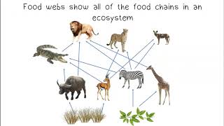 Food Chains amp Food Webs [upl. by Eener]