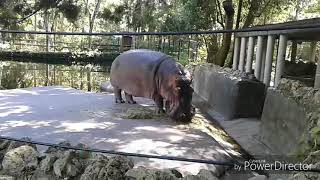 Hippo pooping and laughing [upl. by Camfort852]