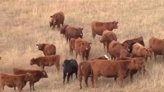 How Beef Goes from Pasture to Plate [upl. by Argyres60]